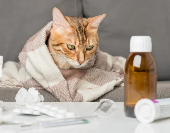 Kedilerde Sarılık (İkterus) Nedenleri ve Tedavisi