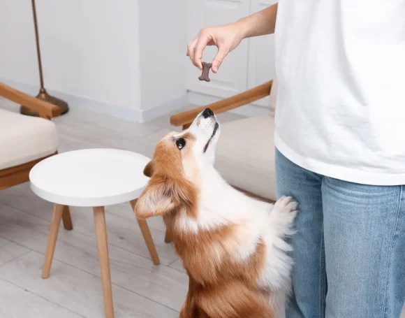 Evde Beslenebilecek Bakımı Kolay Köpek Cinsleri