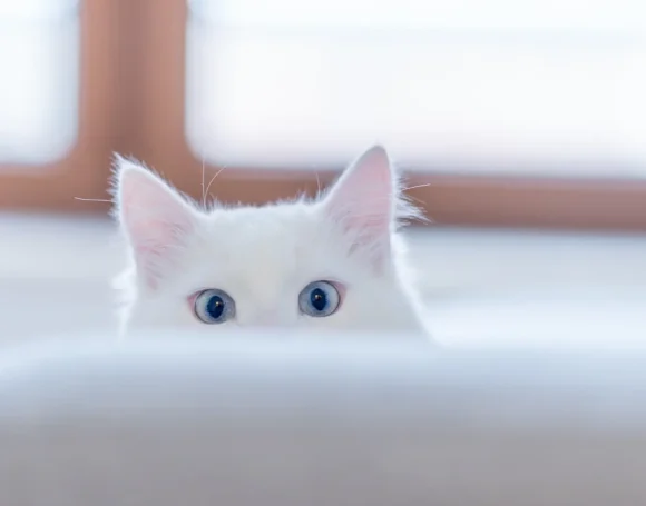 Kedilerde Göz Hastalıkları: Nedenleri, Belirtileri ve Tedavisi