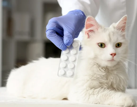 Kedilerde Mantar: Nedenleri, Belirtileri ve Tedavisi