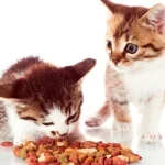 Kedim Kuru Mama Yemiyor, Ne Yapmalıyım?