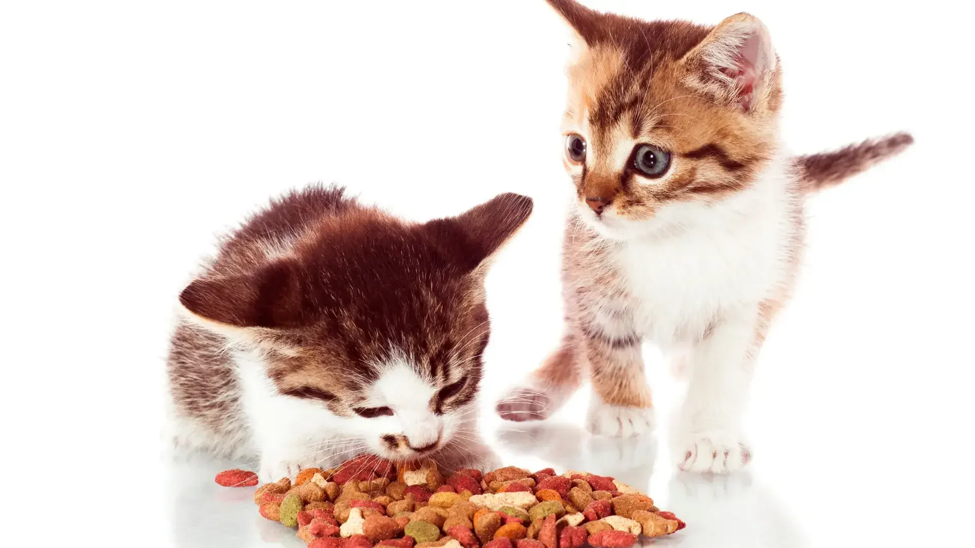 Kedim Kuru Mama Yemiyor, Ne Yapmalıyım?