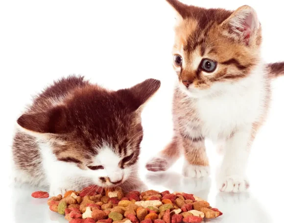 Kedim Kuru Mama Yemiyor, Ne Yapmalıyım?