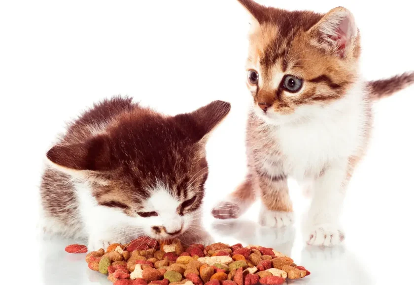 Kedim Kuru Mama Yemiyor, Ne Yapmalıyım?