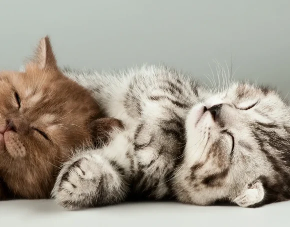 Yavru Kedi Nasıl Bakılır? Dikkat Edilmesi Gerekenler