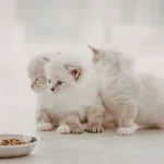 Yavru Kedi Ne Yer? Yavru Kedilerin Yiyebileceği Besinler