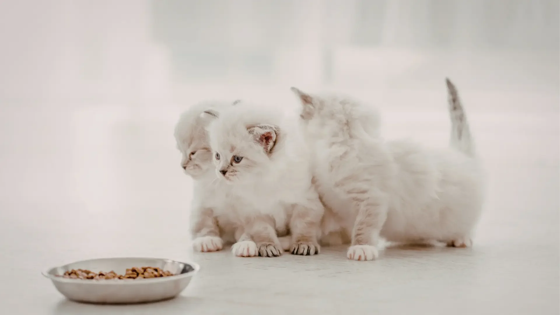 Yavru Kedi Ne Yer? Yavru Kedilerin Yiyebileceği Besinler