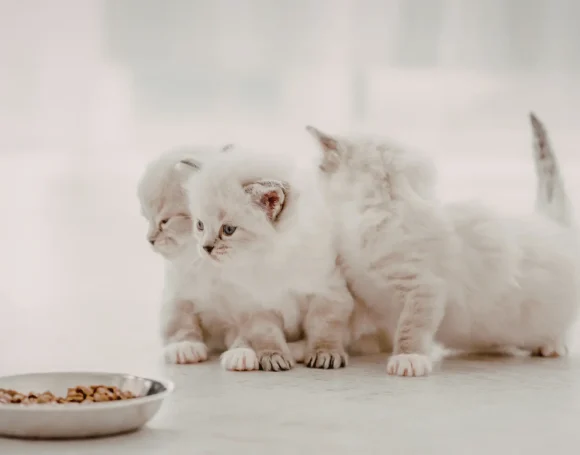 Yavru Kedi Ne Yer? Yavru Kedilerin Yiyebileceği Besinler