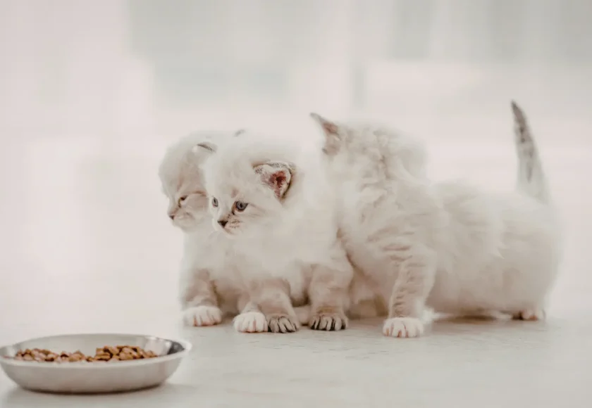 Yavru Kedi Ne Yer? Yavru Kedilerin Yiyebileceği Besinler