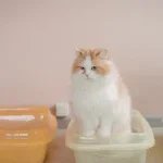 Kedim Çişini Yapamıyor, Ne Yapmalıyım?