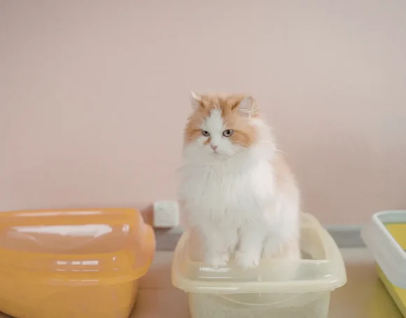 Kedim Çişini Yapamıyor, Ne Yapmalıyım?