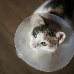 A’den Z’ye Kedilerde Kısırlaştırma Operasyonu